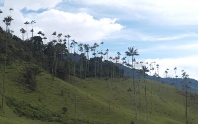 Colombia, Palm Trees